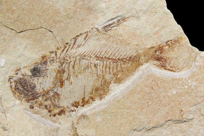 Fossil Fish (Diplomystus Birdi) - Hjoula, Lebanon #147195